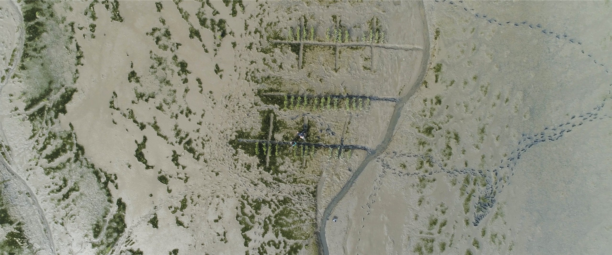 top down view on the Wadden sea.jpg